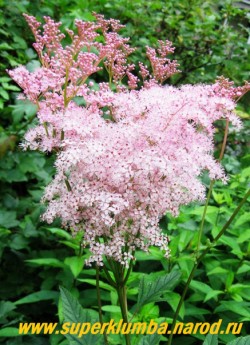 ЛАБАЗНИК КРАСНЫЙ или ТАВОЛГА "ВЕНУСТА" (Filipendula rubra "Venusta") Высокое растение с крупными пальчатыми листьями и густыми соцветиями из мелких розовых цветков. Декоративны и его плоды, окрашенные в малиновый цвет. Цветет июль-август, высота 1,5-2 м, свето и влаголюбив. ЦЕНА 150 руб.(делёнка) Другие сорта лабазника можно посмотреть на странице "АСТИЛЬБА, ВОЛЖАНКА, ТАВОЛГА"