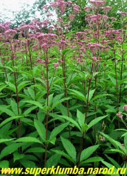 ПОСКОННИК ПУРПУРНЫЙ (Eupatorium purpureum) высокие до 170 см пурпурные стебли с дымчато-розовыми соцветиями из мелких цветочков появляющихся в конце июля. Отцветшие соцветия приобретают серебристую окраску и тоже декоративны, особенно в сухих букетах. Подойдет для создания "зеленой ширмы" с южной стороны водоема. Другие сорта посконника можно посмотреть на странице "ДАРМЕРА, ВАТОЧНИКИ, ПОСКОННИКИ, КЛОПОГОН, КРОВОХЛЕБКИ, РОДЖЕРСИЯ и др."