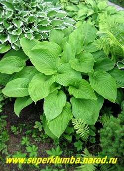 Хоста МОНТАНА / ГОРНАЯ (Hosta MONTANA) Размер L. крупная хоста, с сердцевидными зелеными листьями с красивым четким жилкованием, красивая форма куста, замечательное обильное цветение в июле практически белыми цветами. Мирится с ярким солнцем. ЦЕНА 200 руб (1шт). Большинство хост предпочитает влажные места. На страничке "ХОСТЫ" вы можете подобрать понравившиеся сорта .