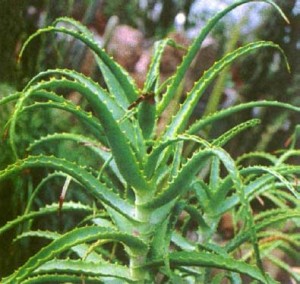 aloe_drevovidnoe