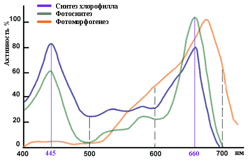 Спектр поглощения хлорофилла