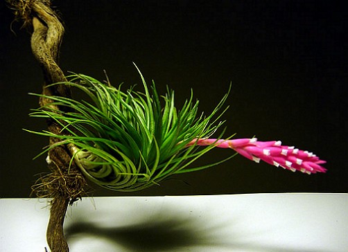 tillandsia_tenuifolia_2