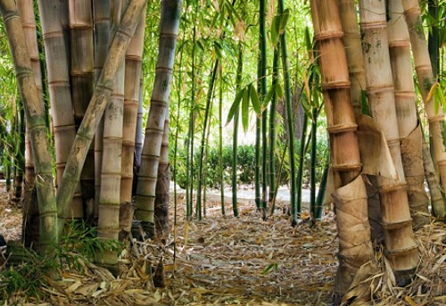 Nature___Forest_Bamboo_in_the_wild_058471_