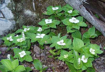 Сосновый лес: характеристика и экосистема. Животные и растения соснового леса