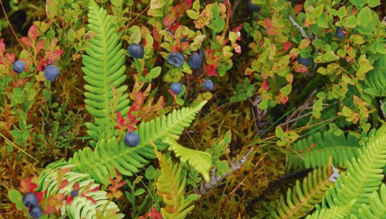 Сосновый лес: характеристика и экосистема. Животные и растения соснового леса