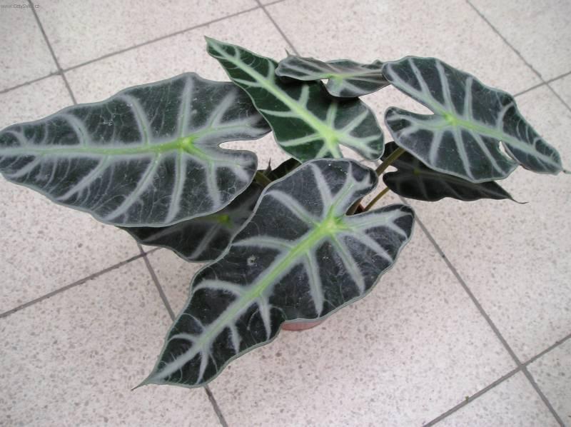 Фотографии к статье: Алоказия (арум) (Alocasia)