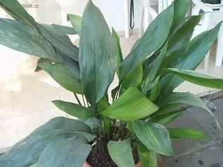 Аспидистра (Aspidistra)