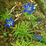 265px Gentiana paradoxa 150x150 Эндемики Кавказа и Кавказского заповедника