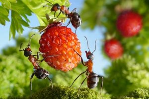 Как в огороде избавиться от муравьев навсегда