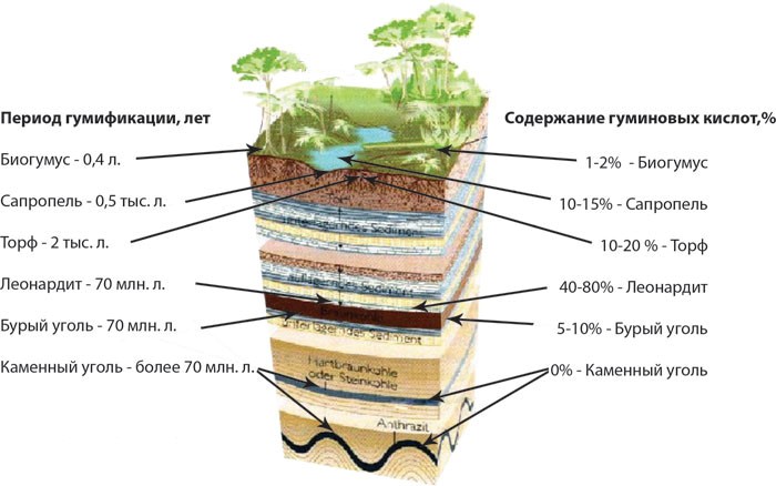 Образование и залегание сырья для производства гуматов