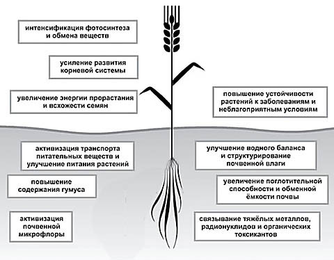 Действие гуматов на растение