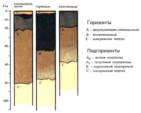 Структуры серых лесных, черноземных и каштановых почв