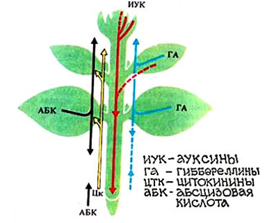  и взаимодействие ауксинов с другими фитогормонами