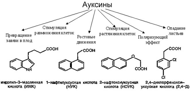 Действие ауксинов на растения