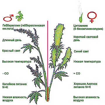 Влияние внешних факторов на сексуализацию растений