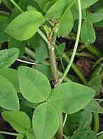 Trifolium hybridum (Basterdklaver steunblaadjes).jpg