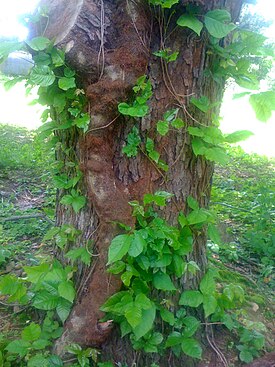 Old Poison Ivy Vine.JPG
