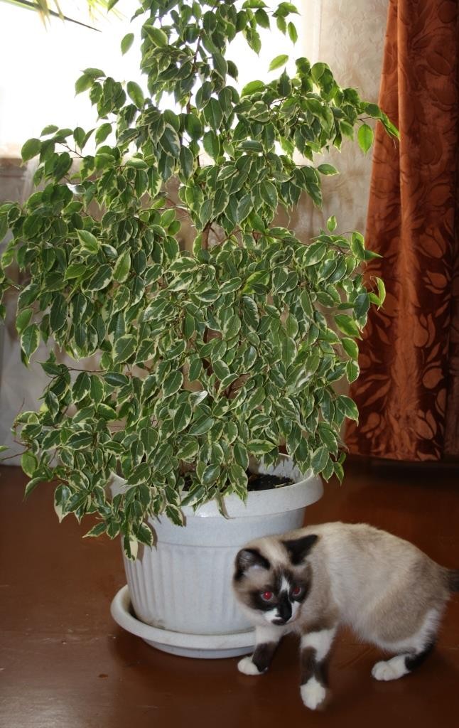 ficus beniamina