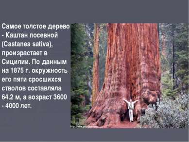 Самое толстое дерево - Каштан посевной (Castanea sativa), произрастает в Сици...