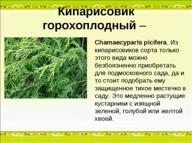 Кипарисовик горохоплодный – Chamaecyparis picifera. Из кипарисовиков сорта то...