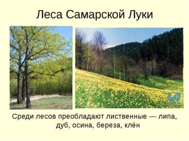 Леса Самарской Луки Среди лесов преобладают лиственные — липа, дуб, осина, бе...