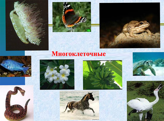 Многоклеточные