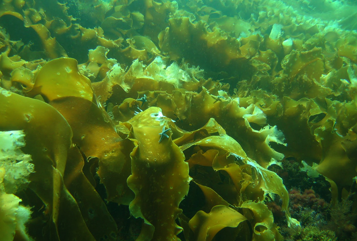 Водоросли в воде