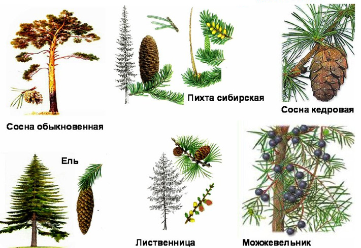 Отряд голосеменных