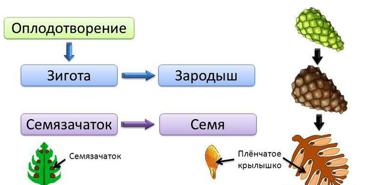 Размножение голоеменных