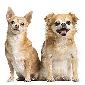 Две собаки чихуахуа сидят рядом