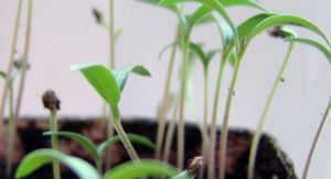 Какие растения размножаются семенами: виды и советы по посадке семян