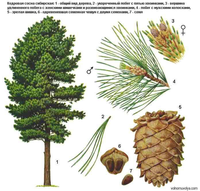 ботаническое описание кедра сибирского