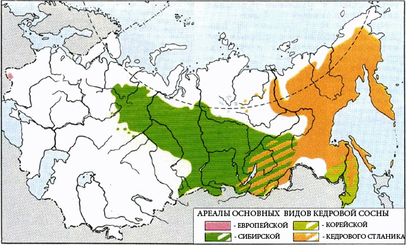 ареал сибирского кедра