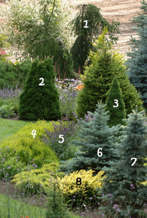 Примеры хвойных садов