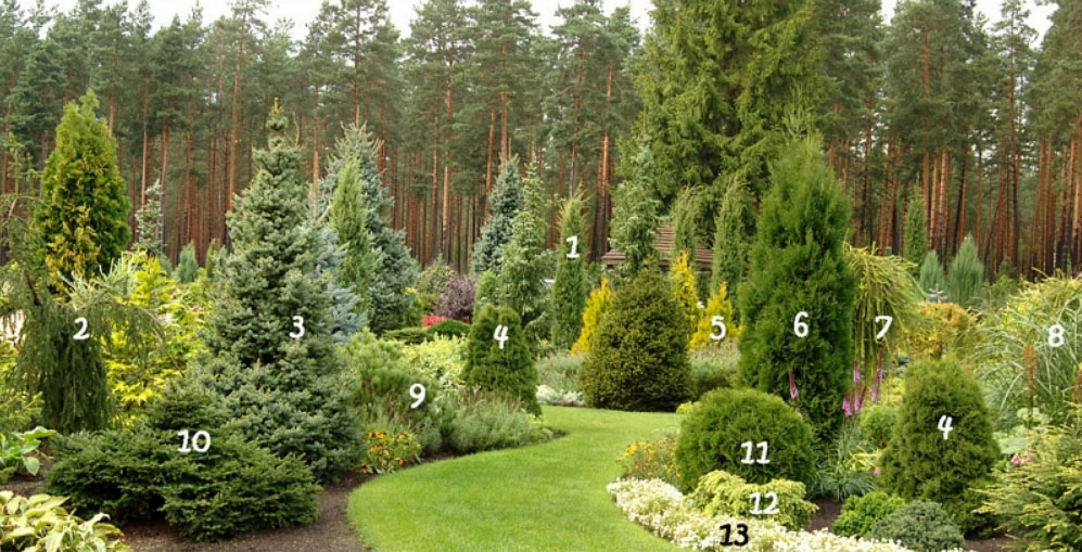 Примеры хвойных садов