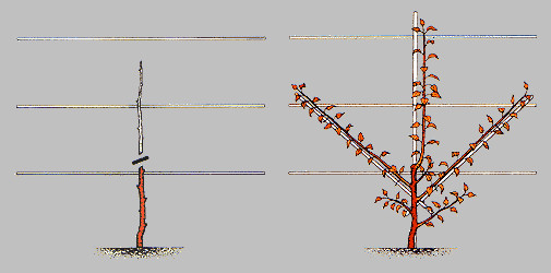 Техника формирования пальметты на плодовых деревьях