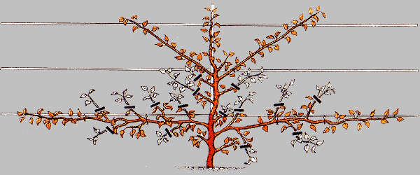 Техника формирования пальметты на плодовых деревьях