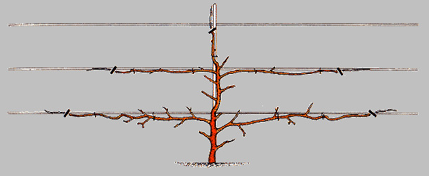 Техника формирования пальметты на плодовых деревьях