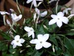 Jasminum sambac