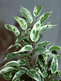 вот какие нежные листочки у Ficus benjamina