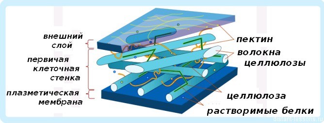 Клеточная стенка