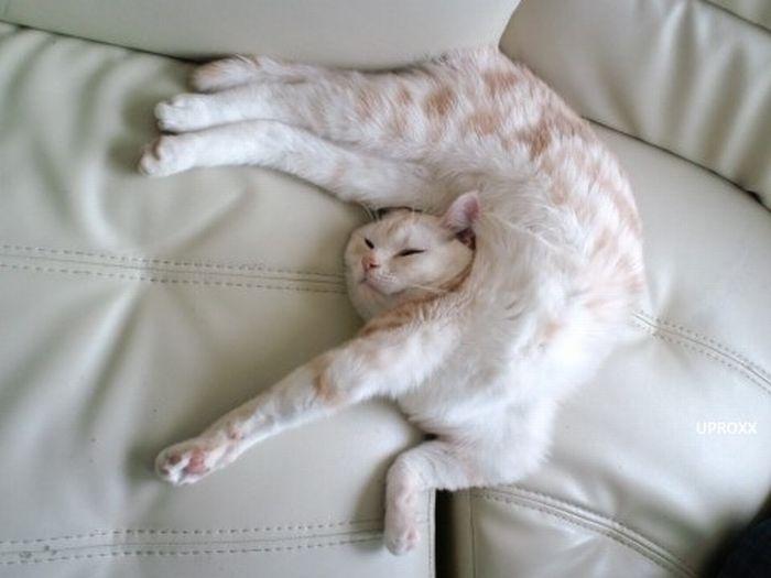 фото белый кот на белом диване
