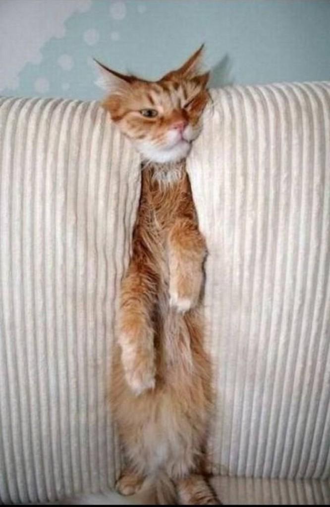 фото рыжего кота в диване