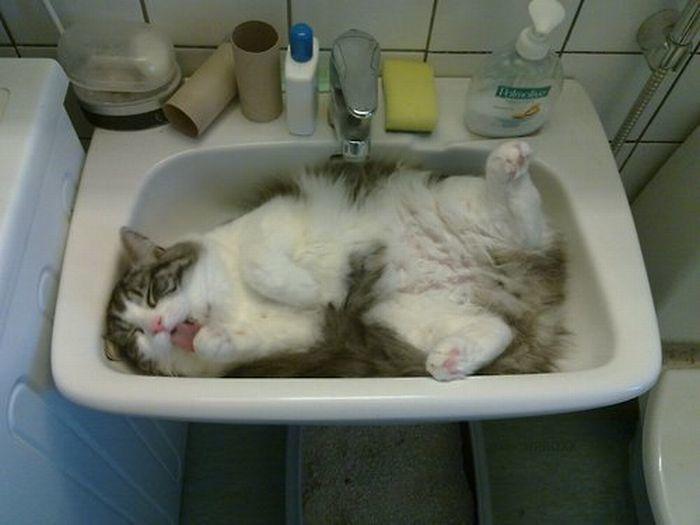 фото спящего котика в раковине