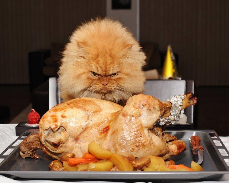 фото-рыжий кот с курицей