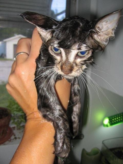 мокрый котик