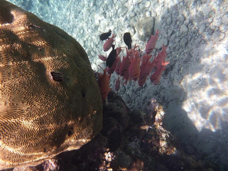 коралловая голова-фото