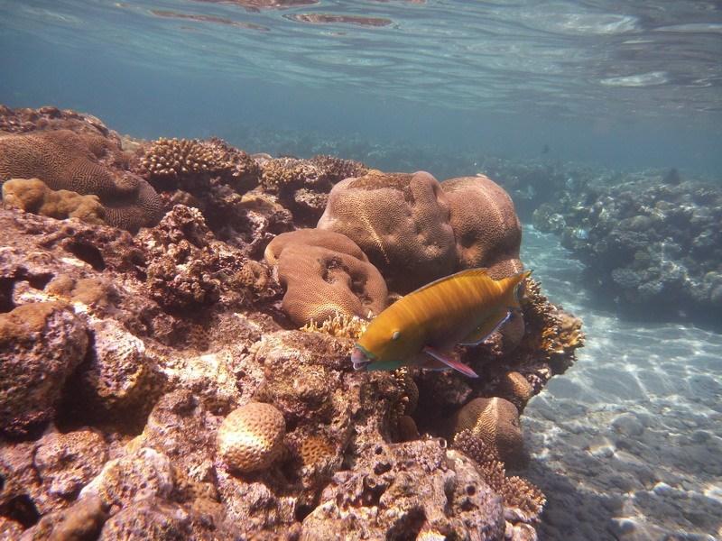 необычные формы кораллов