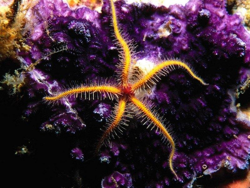 кораллы тропических морей фото