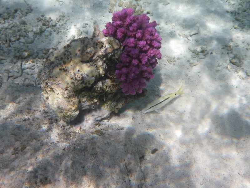 фиолетовый коралл фото